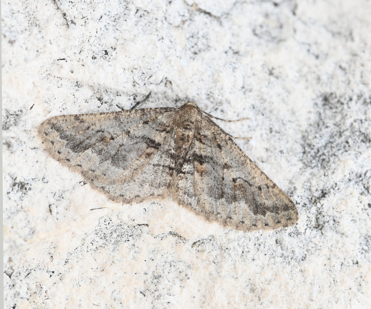 Agriopis bajaria male, Crete - photo © Fotis Samaritakis