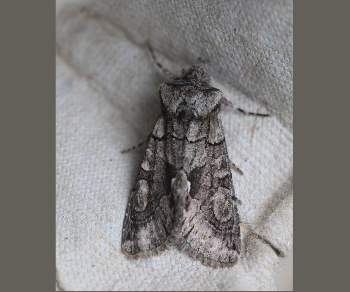 Allophyes cretica, Crete - photo © Luca Sattin