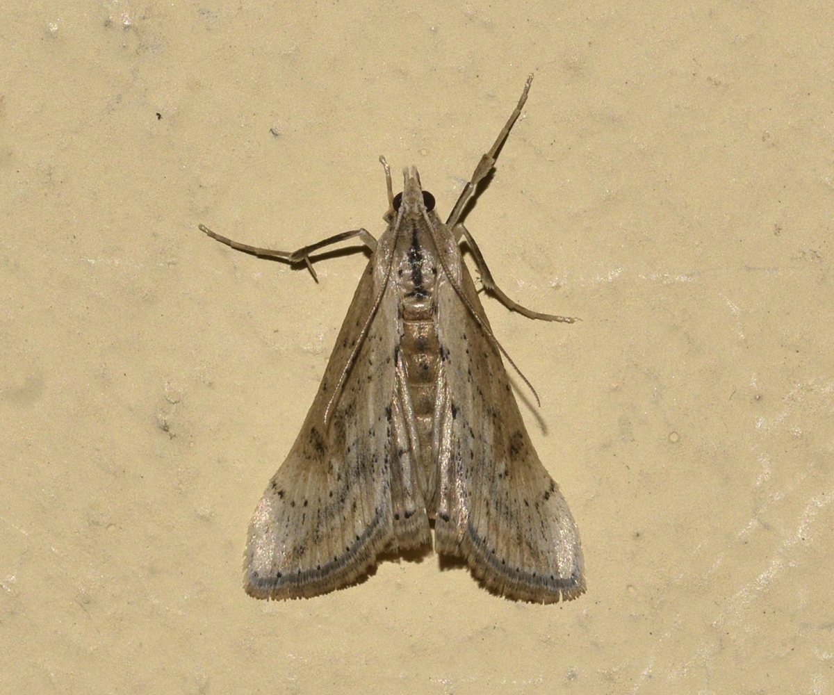 Evergestis isatidalis, Crete - photo © K. Bormpoudaki