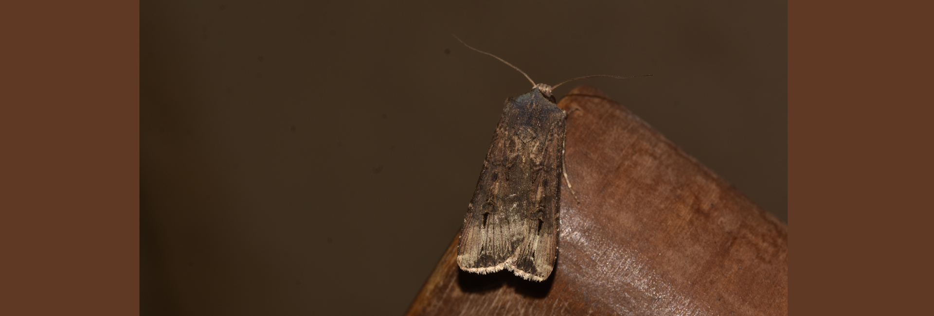 Agrotis ipsilon, Crete - photo © K. Bormpoudaki