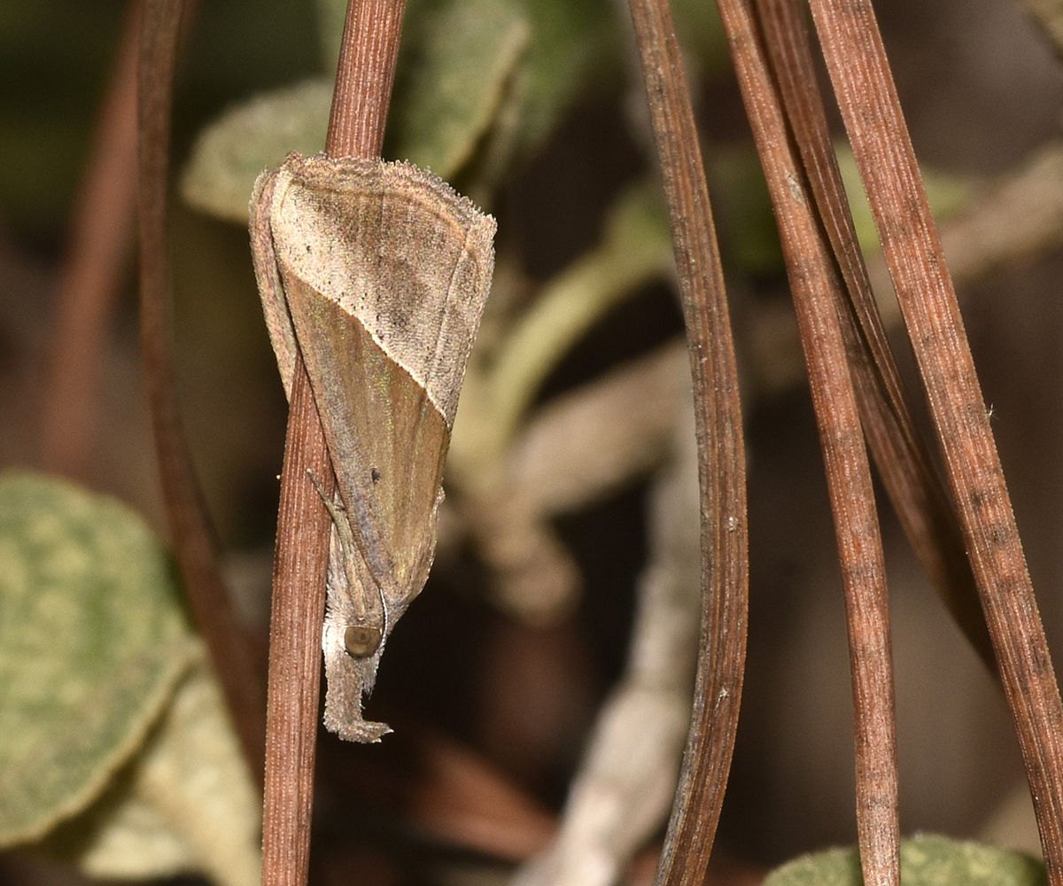 Hypena lividalis, Crete - photo © K. Bormpoudaki