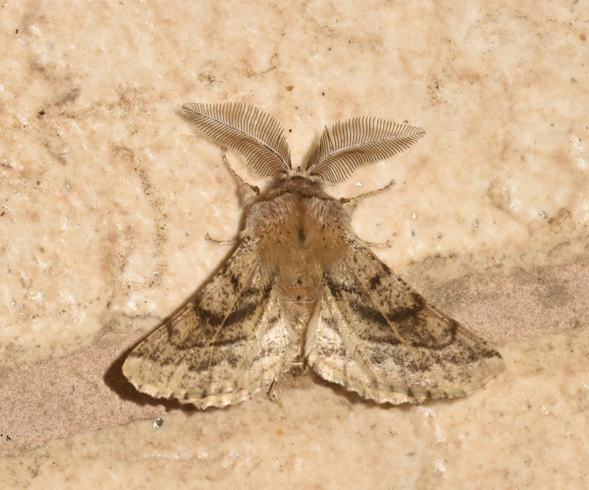 Apochima flabellaria, Crete - photo © K. Bormpoudaki