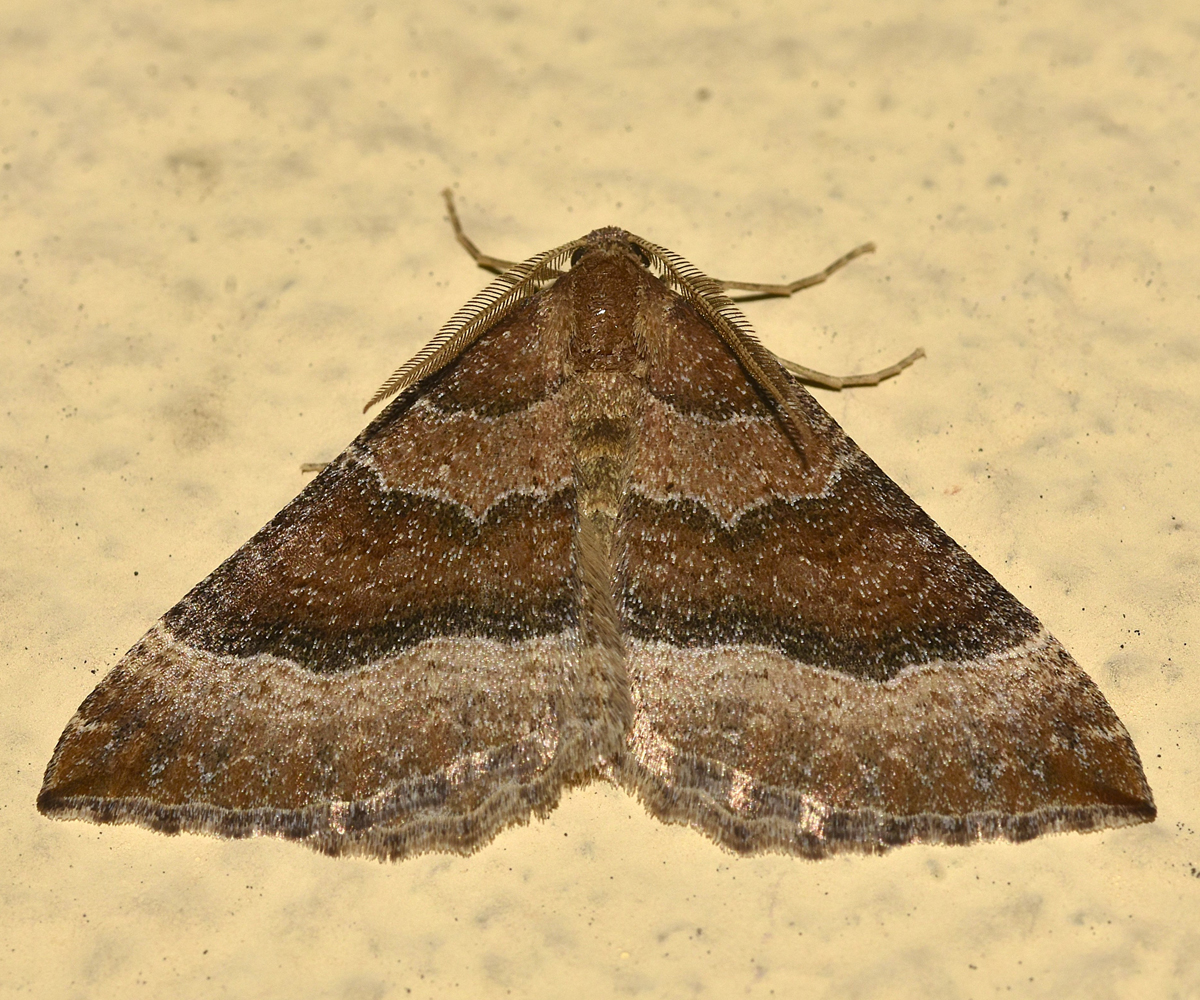 Larentia clavaria, Crete - photo © K. Bormpoudaki