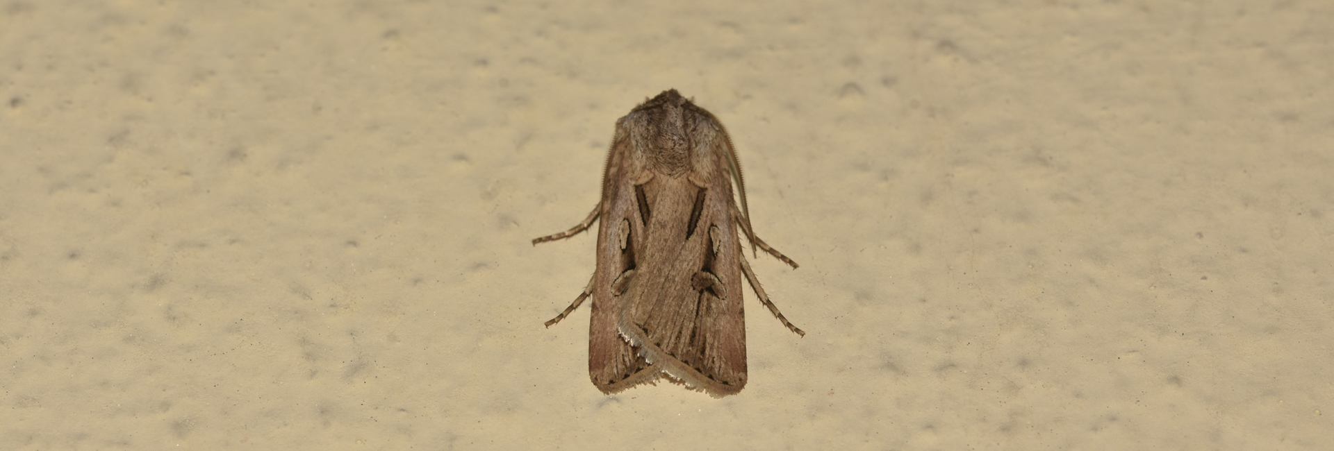 Agrotis spinifera, Crete - photo © K. Bormpoudaki
