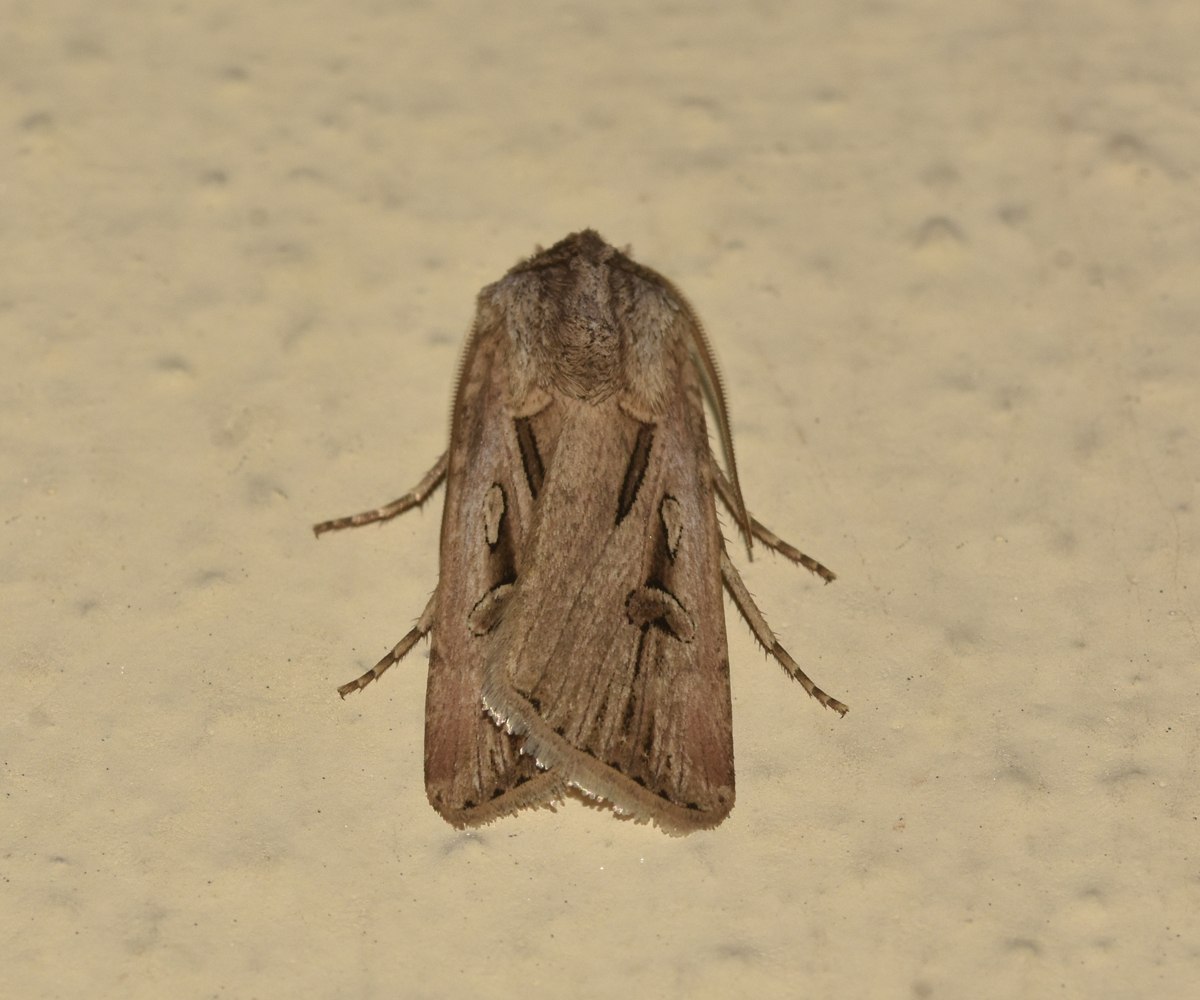 Agrotis spinifera, Crete - photo © K. Bormpoudaki