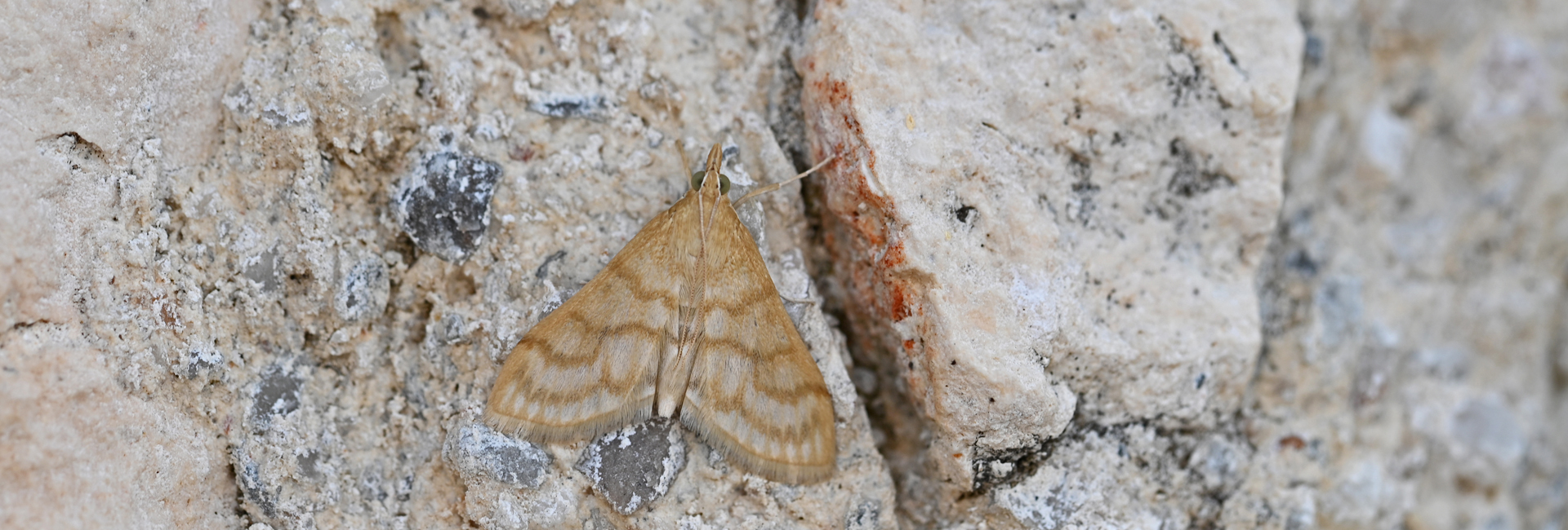 Paracorsia repandalis, Crete - photo © Fotis Samaritakis