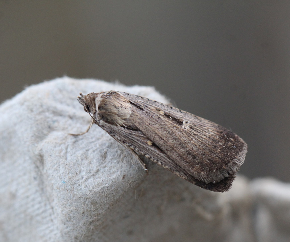 Tathorhynchus exsiccata, Crete - photo © Henry Edmunds