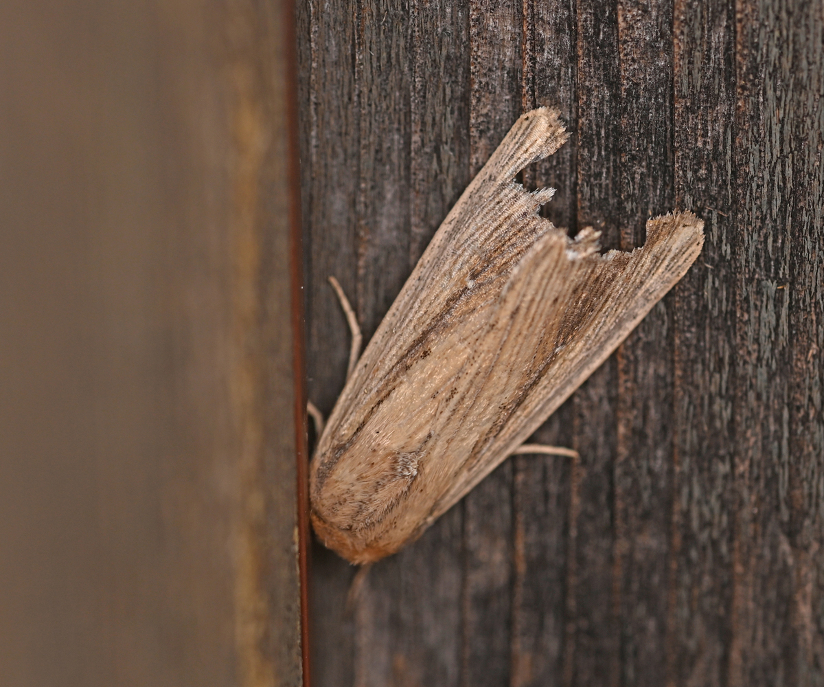 Leucania loreyi, Crete - photo © Fotis Samaritakis