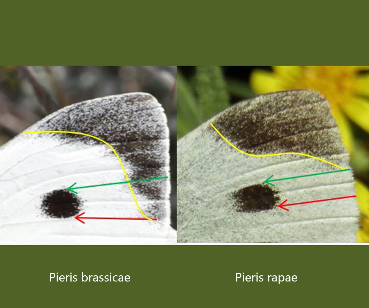 Zerynthia cretica (endemic) - photo © K. Bormpoudaki