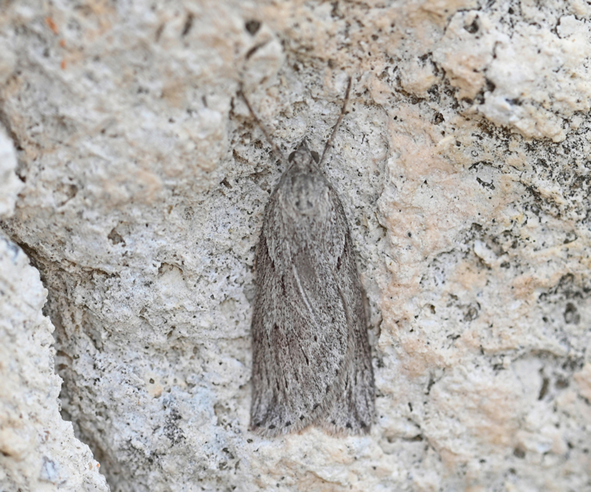 Pachycnemia hippocastanaria, Crete - photo © Fotis Samaritakis