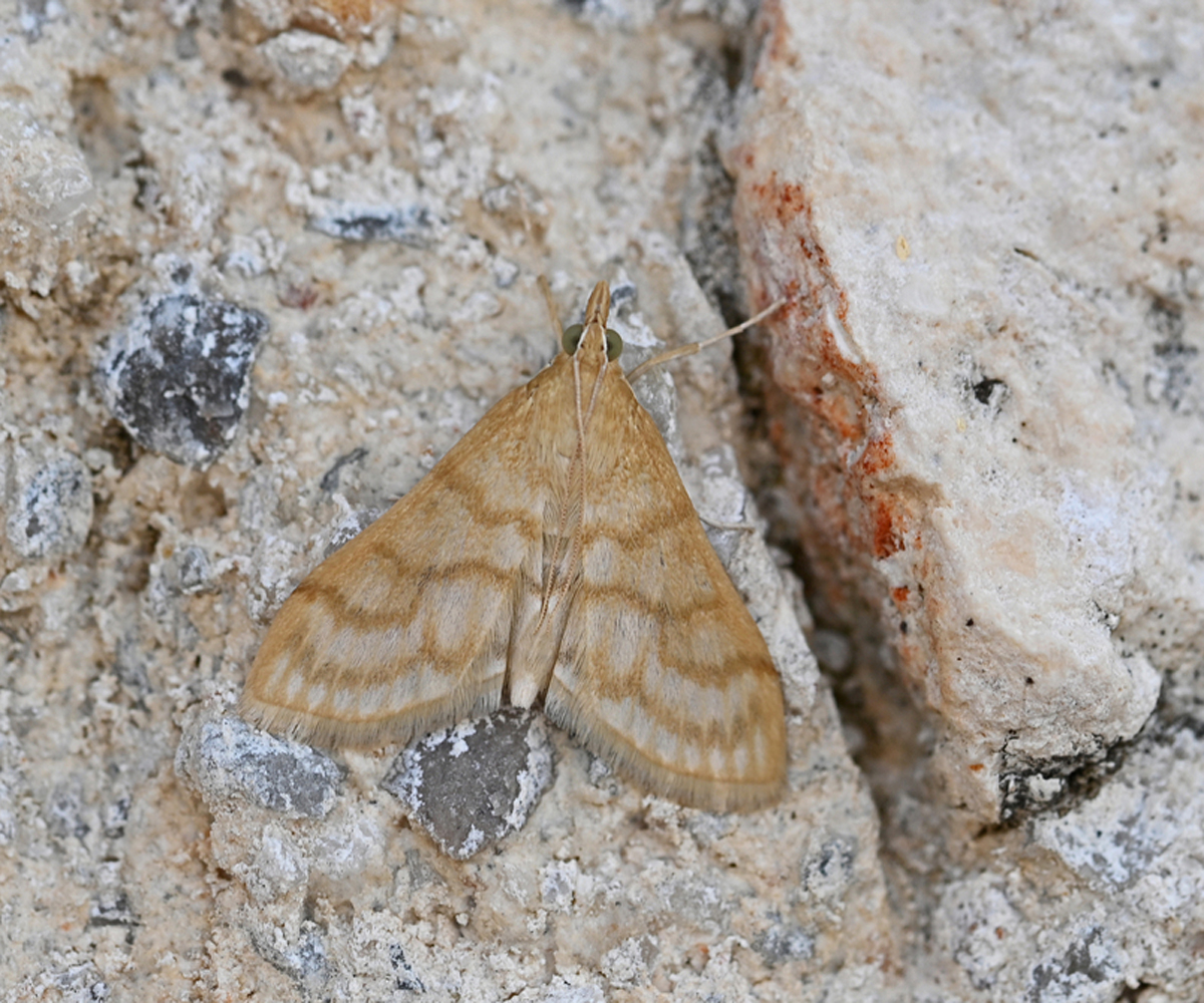 Paracorsia repandalis, Crete - photo © Fotis Samaritakis