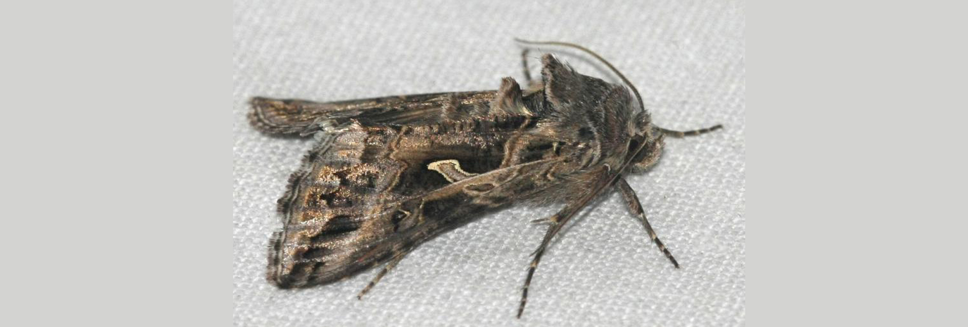 Cornutiplusia circumflexa, Crete - photo © https://observation.org/observation/135198988/