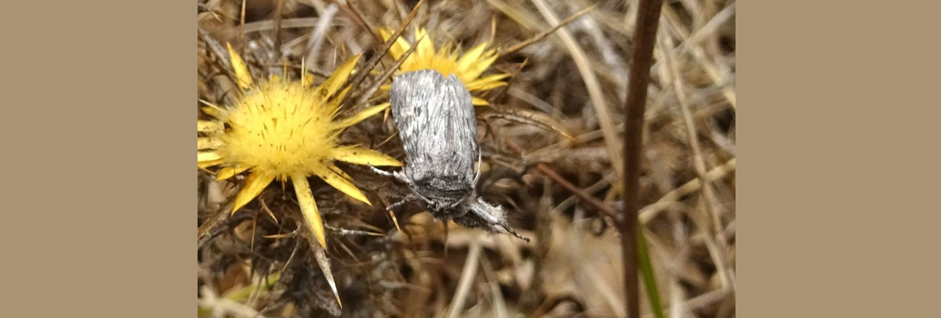 Scotochrosta pulla, Crete - photo © https://www.inaturalist.org/observations/97426759