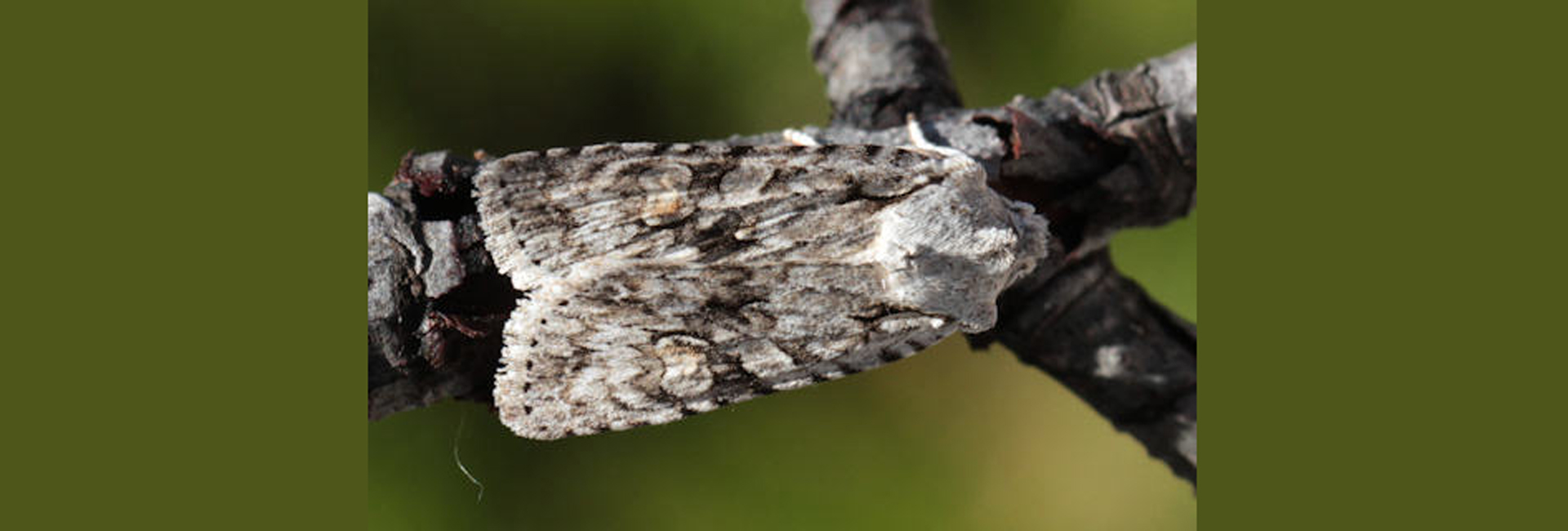 Lithophane ornitopus, Crete - photo © Heiner Ziegler