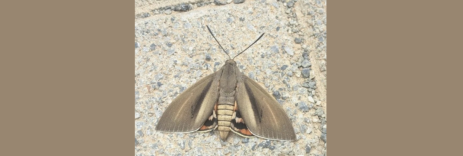 Paysandisia archon, Crete - photo © https://www.inaturalist.org/observations/286530990