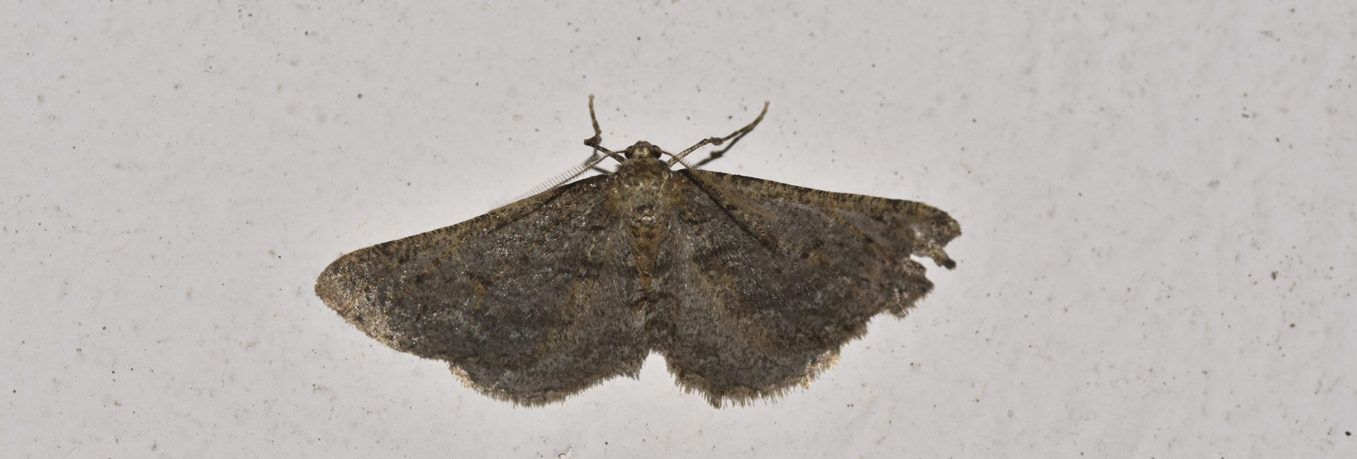 Agriopis bajaria, Crete - photo © K. Bormpoudaki