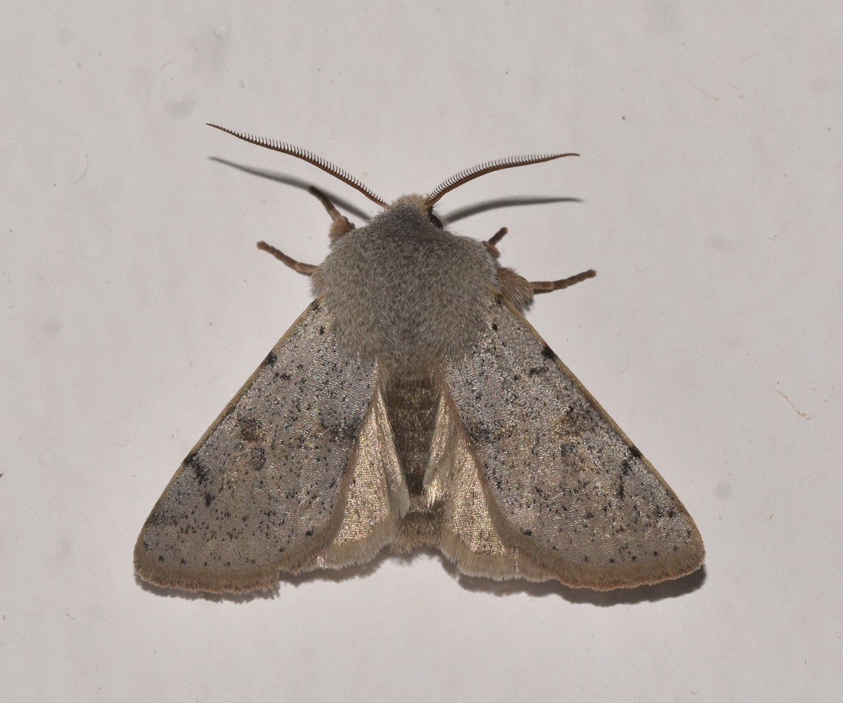 Perigrapha sellingi, Crete - photo © K. Bormpoudaki