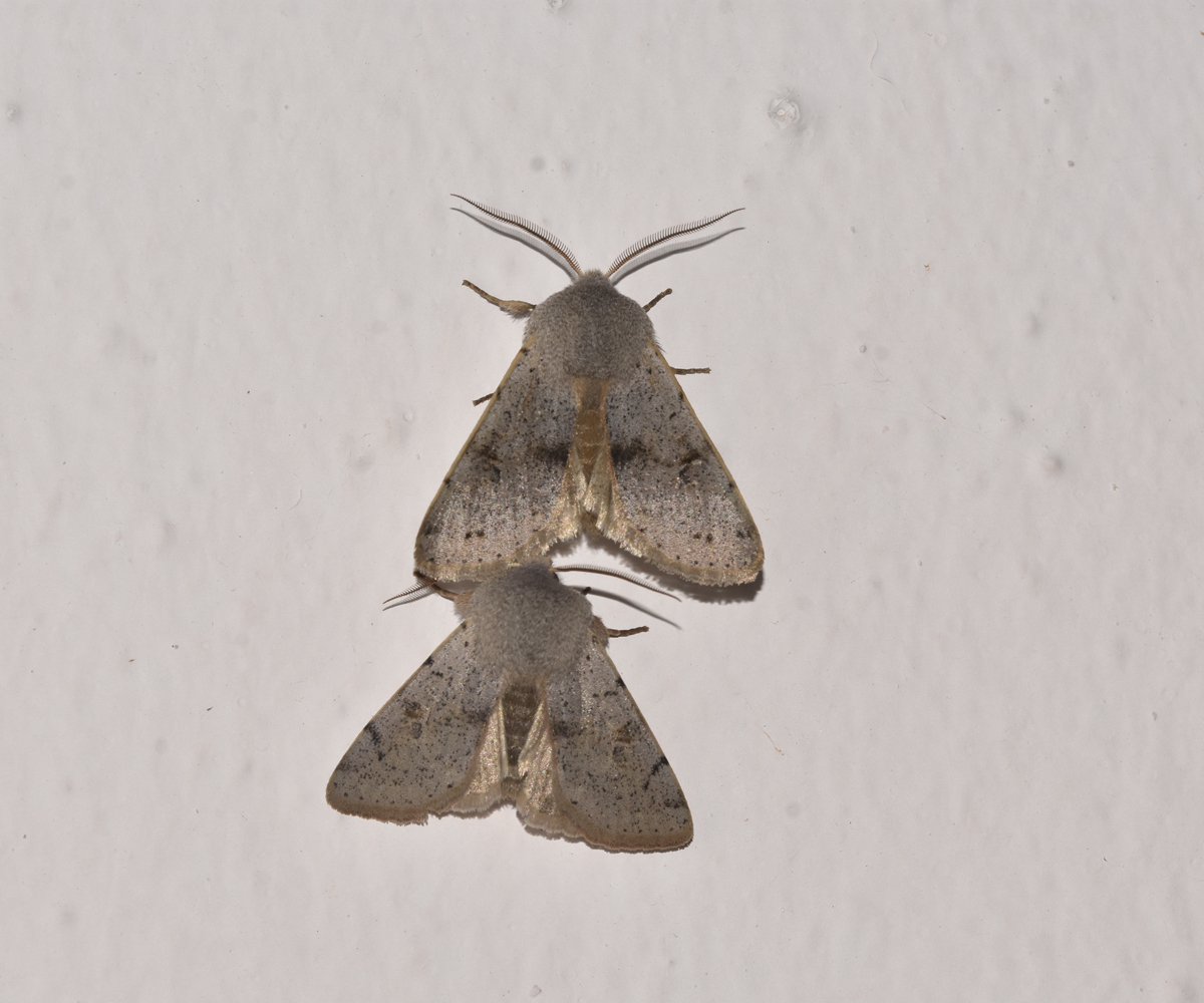 Perigrapha sellingi, Crete - photo © K. Bormpoudaki