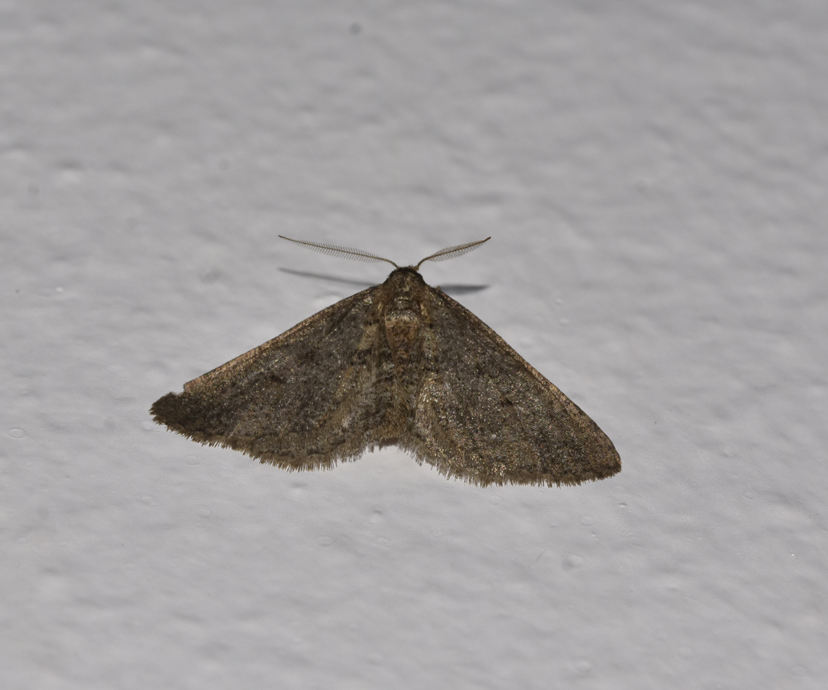 Agriopis bajaria, Crete - photo © K. Bormpoudaki