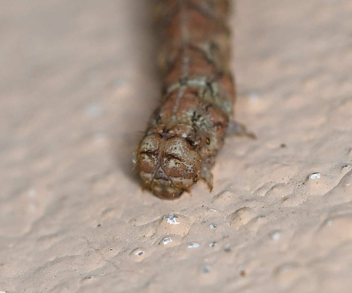 Peribatodes correptaria larva, Crete - photo © Fotis Samaritakis