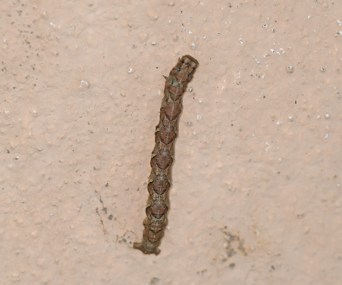 Peribatodes correptaria larva, Crete - photo © Fotis Samaritakis