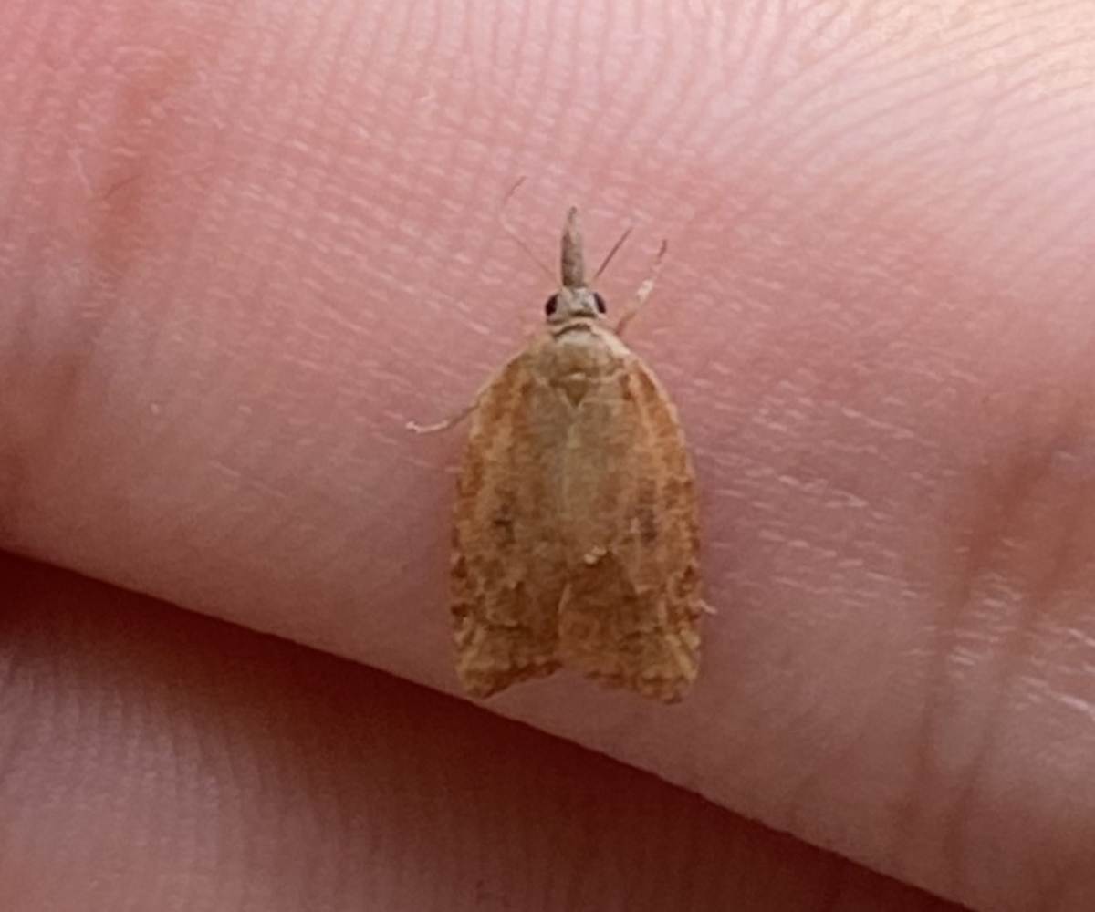 Platynota stultana, Crete - photo © https://www.inaturalist.org/observations/343076741