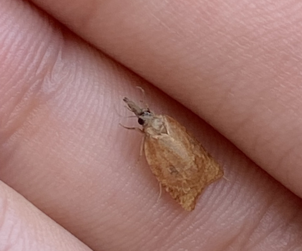 Platynota stultana, Crete - photo © https://www.inaturalist.org/observations/343076741