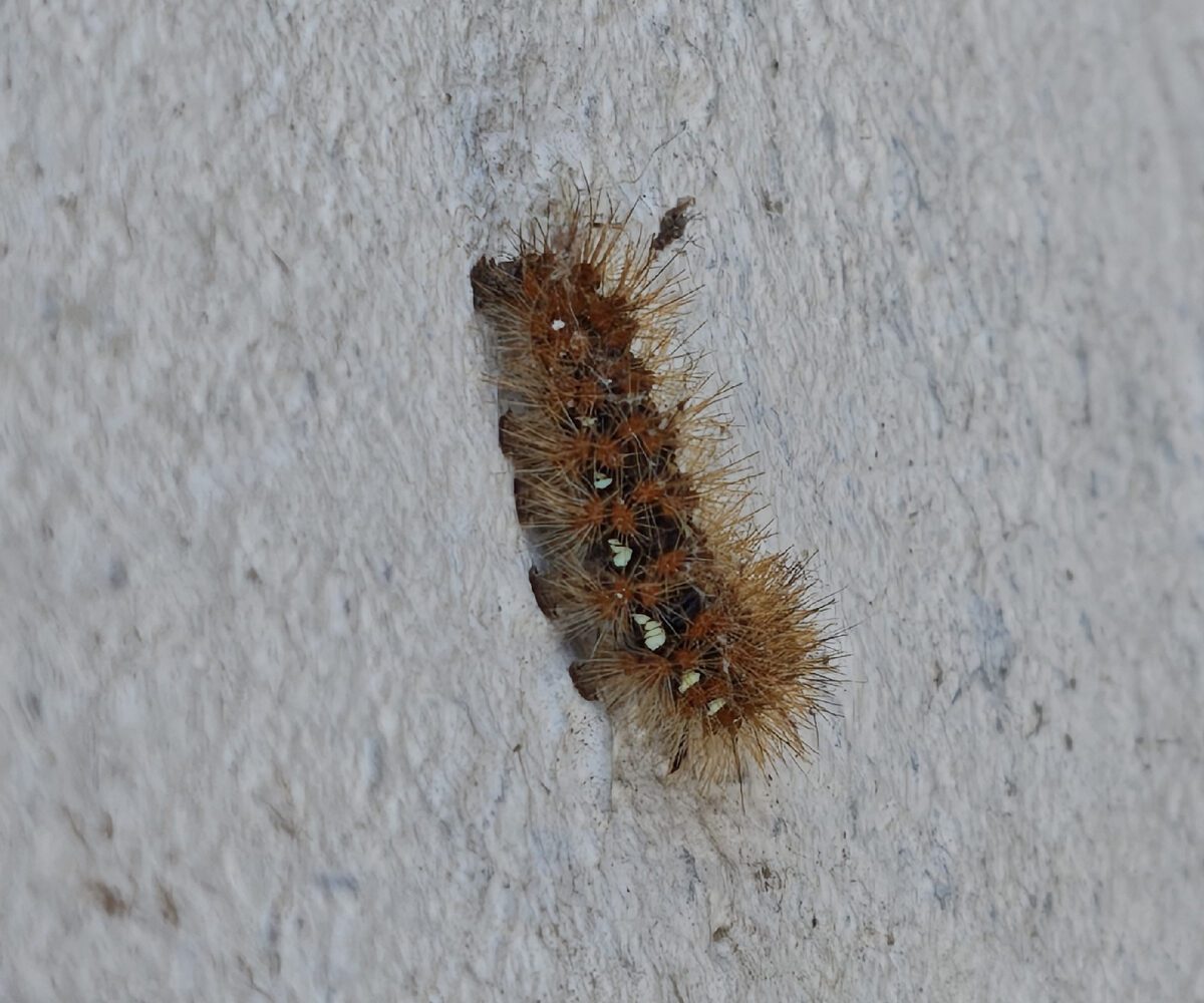 Euplagia quadripunctaria, larva, Crete © John Michelakes