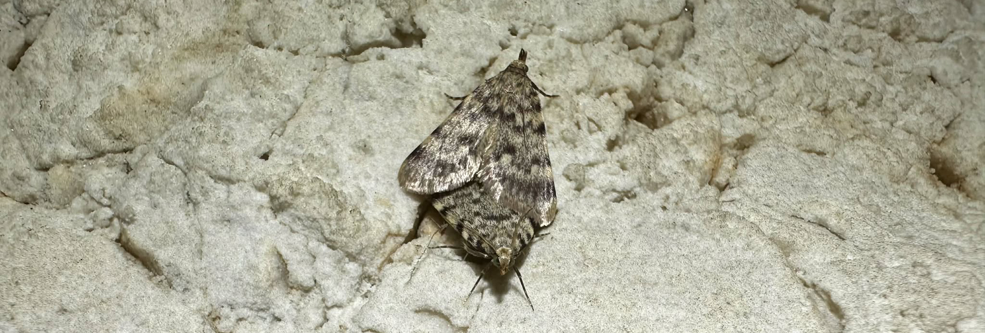 Aglossa pinguinalis mating, Crete - photo © Maria Makraki
