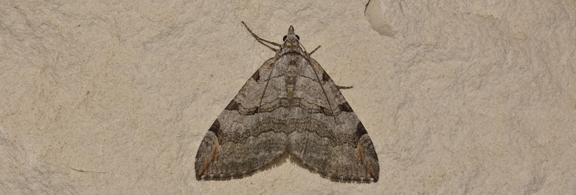 Aplocera cretica, Crete - photo © K. Bormpoudaki