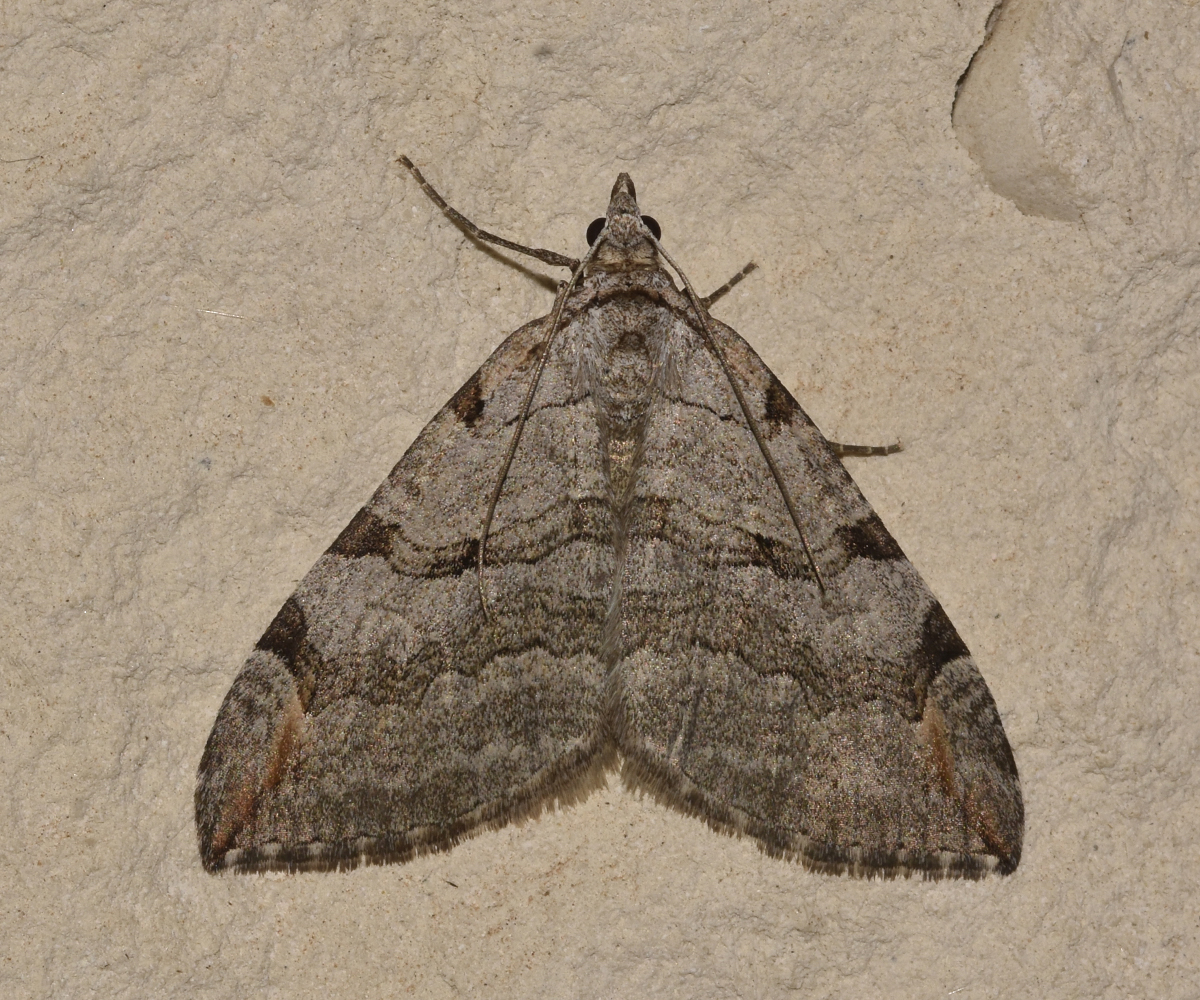 Aplocera plagiata, Crete - photo © K. Bormpoudaki