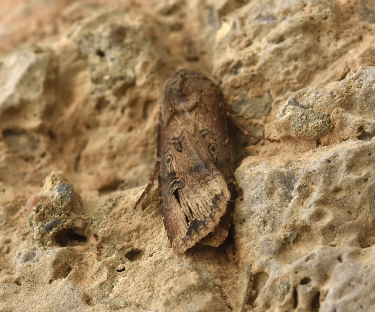Agrotis ipsilon, Crete - photo © K. Bormpoudaki