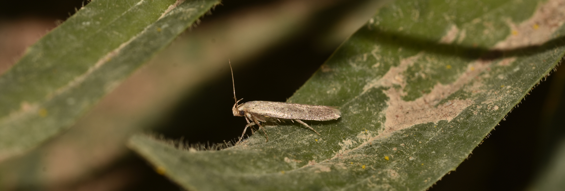 Platyedra subcinerea, Crete © K. Bormpoudaki