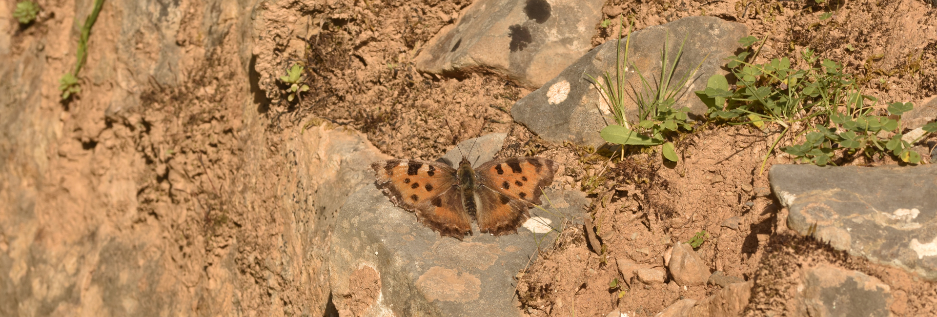 Nymphalis polychloros, Crete - photo © K. Bormpoudaki