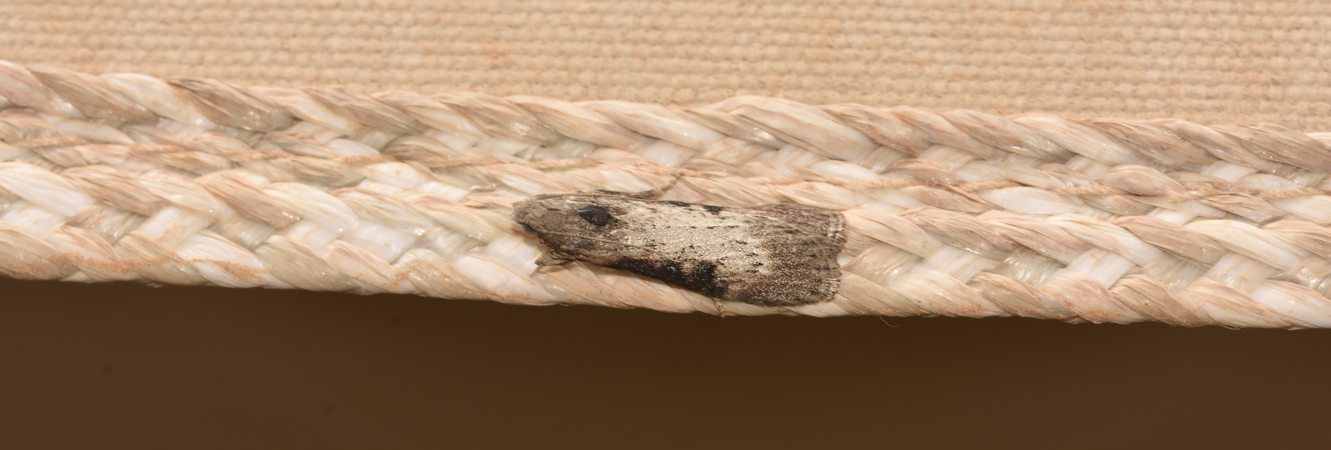 Lamoria ruficostella, Crete - photo © K. Bormpoudaki