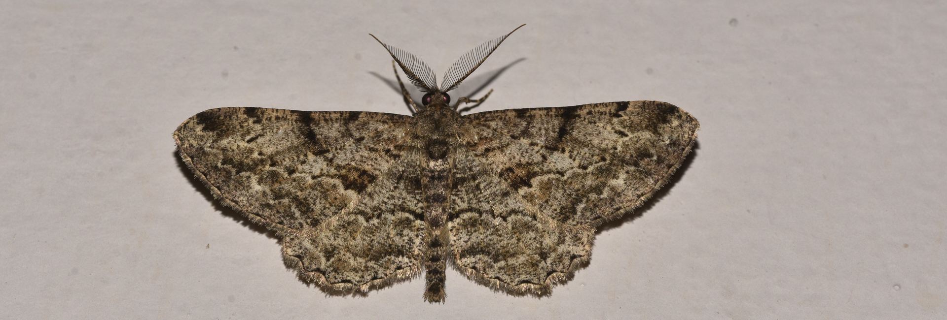 Peribatodes rhomboidaria, Crete - photo © K. Bormpoudaki