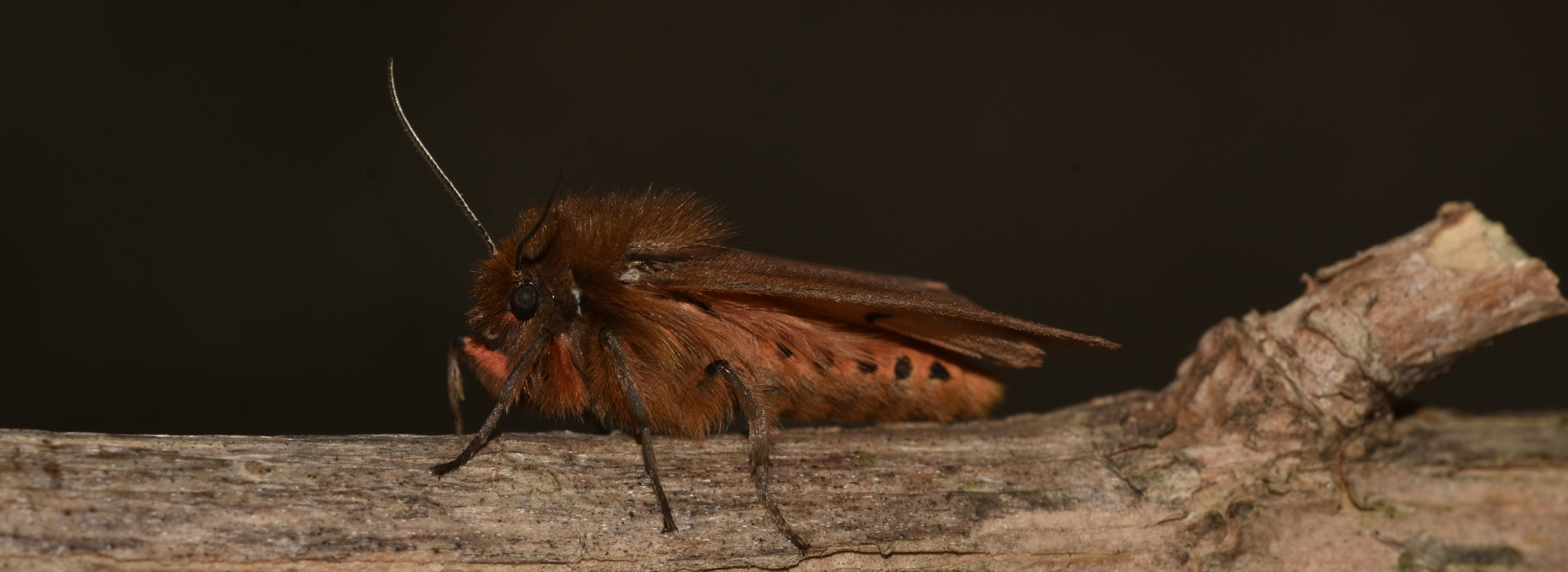 Phragmatobia fuliginosa, Crete - photo © K. Bormpoudaki