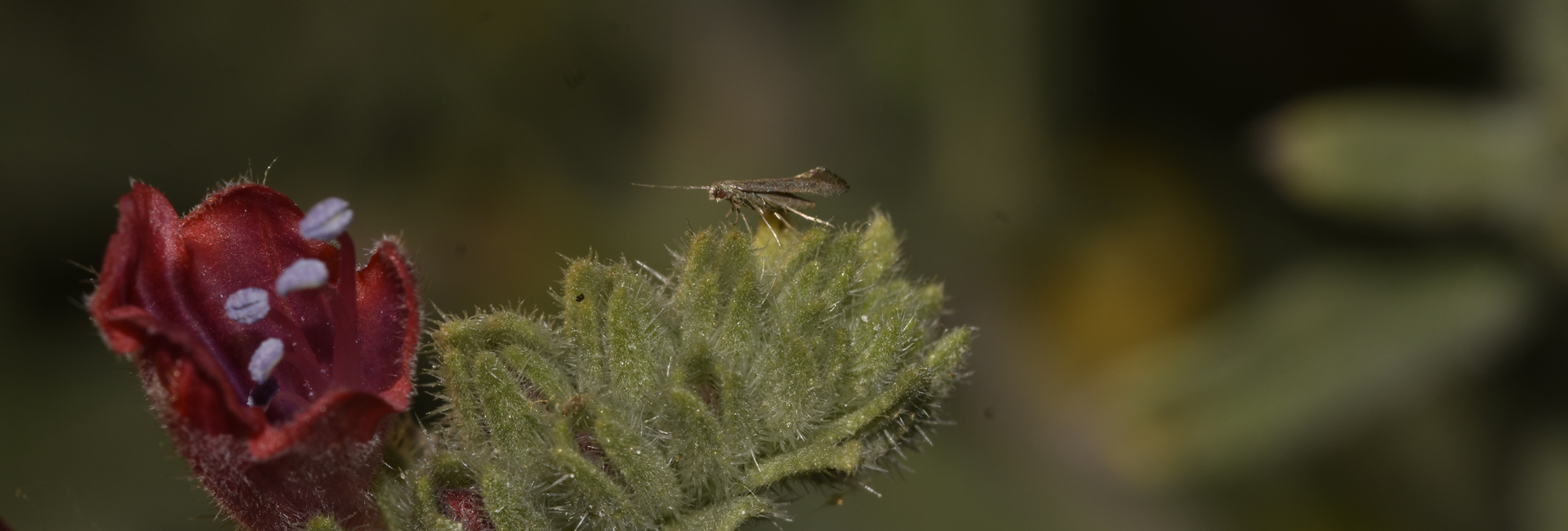 Tinagma ocnerostomella, Crete - photo © K. Bormpoudaki