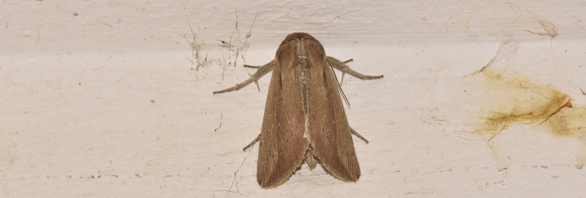 Leucania loreyi, Crete - photo © K. Bormpoudaki