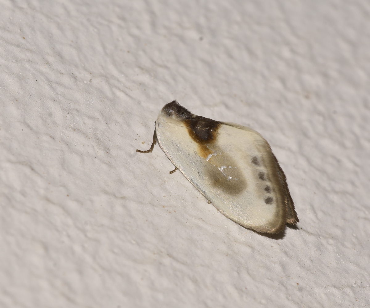 Cilix asiatica, Crete - photo © K. Bormpoudaki