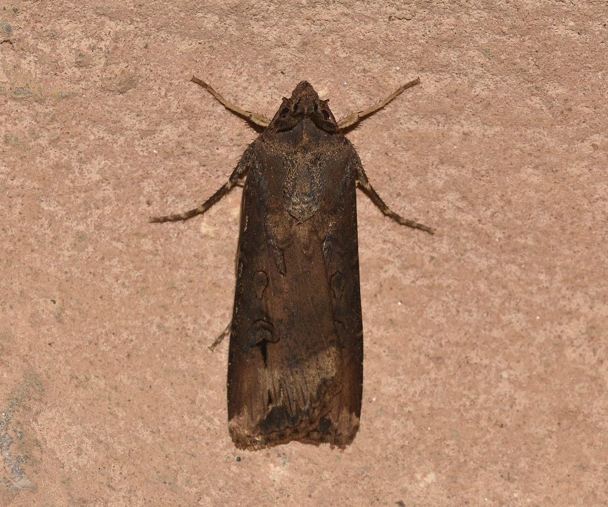 Agrotis ipsilon, Crete - photo © K. Bormpoudaki