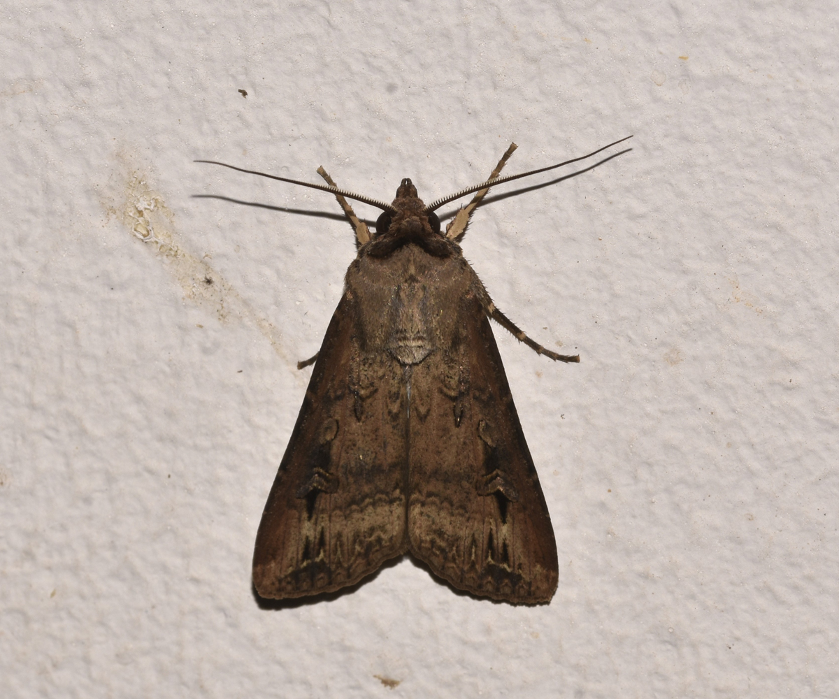 Agrotis ipsilon, Crete - photo © K. Bormpoudaki