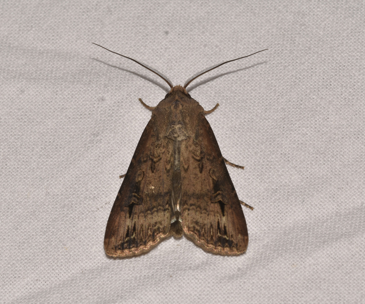 Agrotis ipsilon, Crete - photo © K. Bormpoudaki