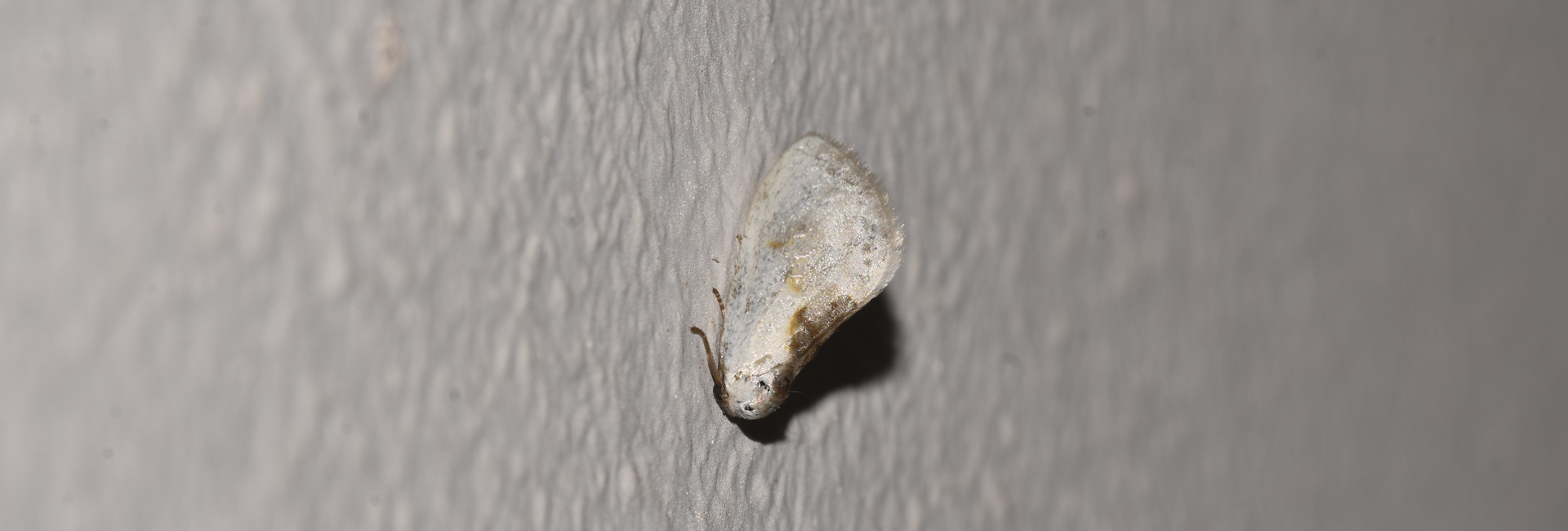 Cilix glaucata, Crete - photo © K. Bormpoudaki