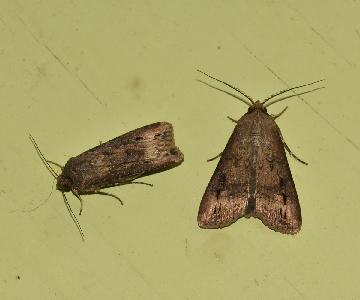 Agrotis ipsilon, Crete - photo © K. Bormpoudaki