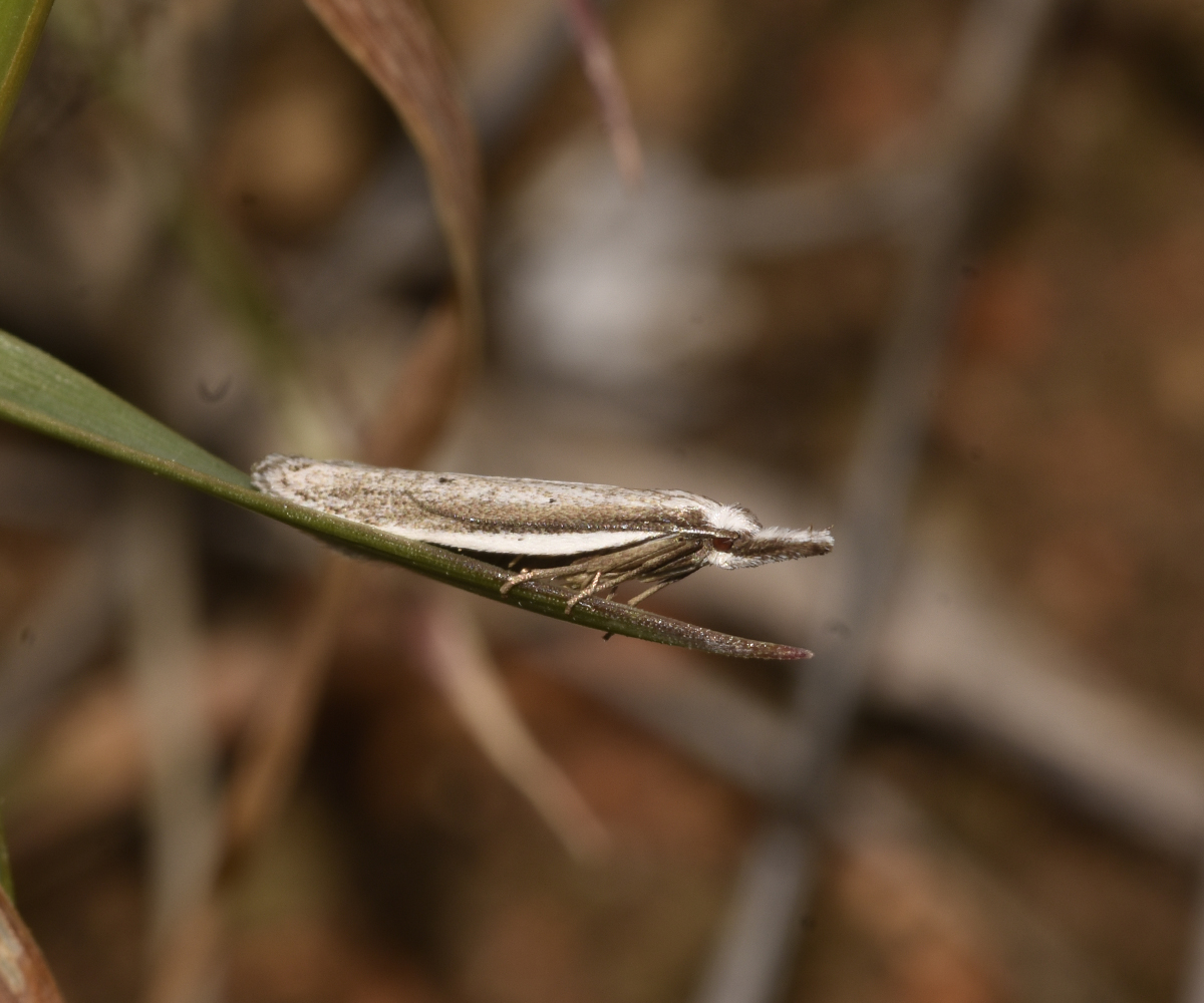 Pleurota cf bicostella, Crete - photo © K. Bormpoudaki