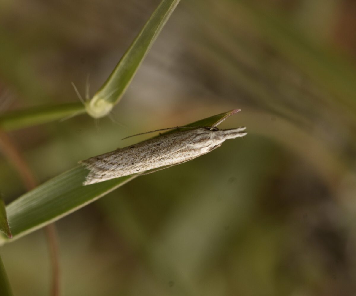 Pleurota cf bicostella, Crete - photo © K. Bormpoudaki