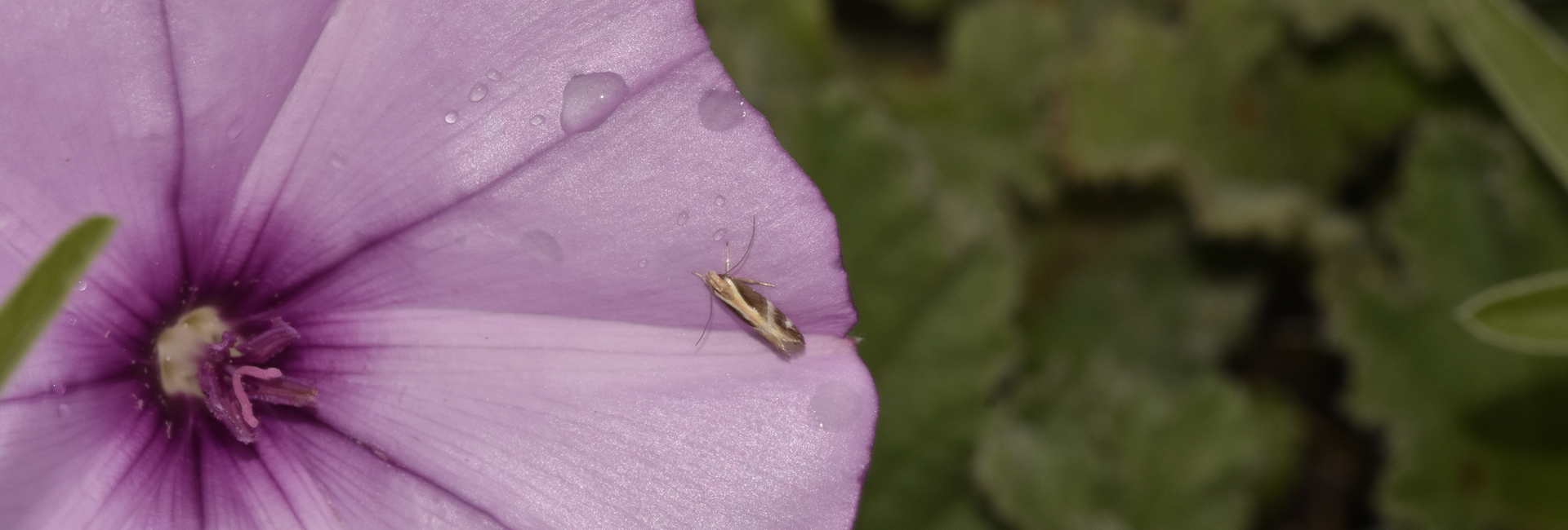 Dichomeris limbipunctellus, Crete - photo © https://observation.org/observation/71634736/