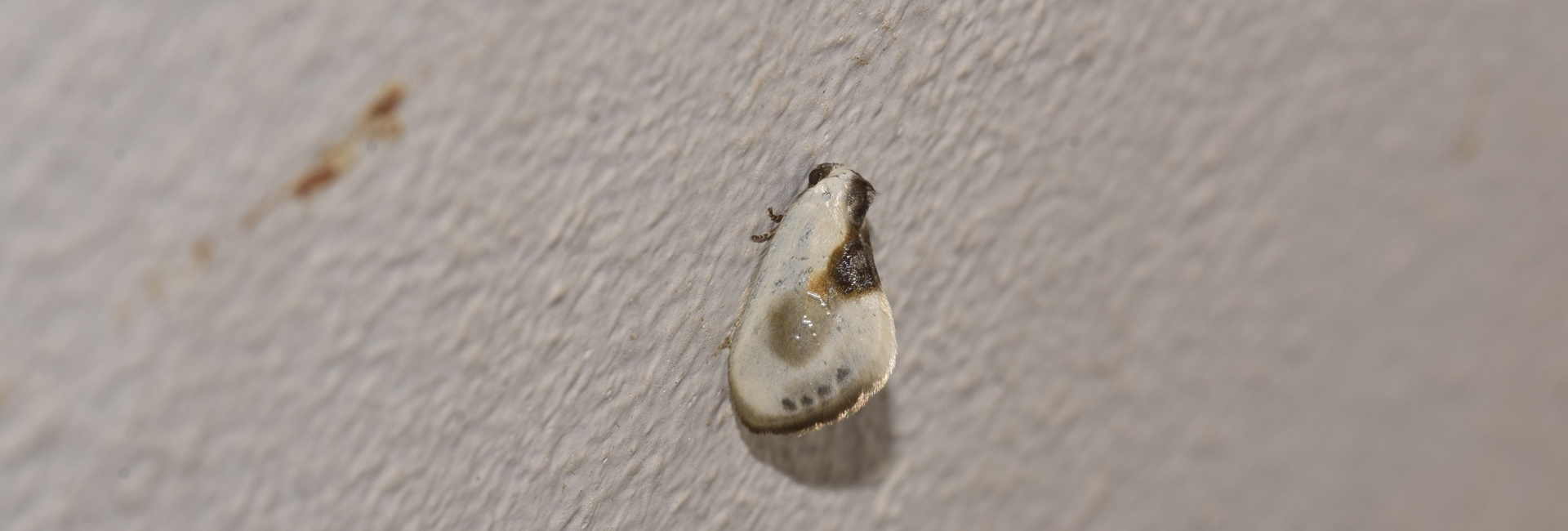 Cilix asiatica, Crete - photo © K. Bormpoudaki