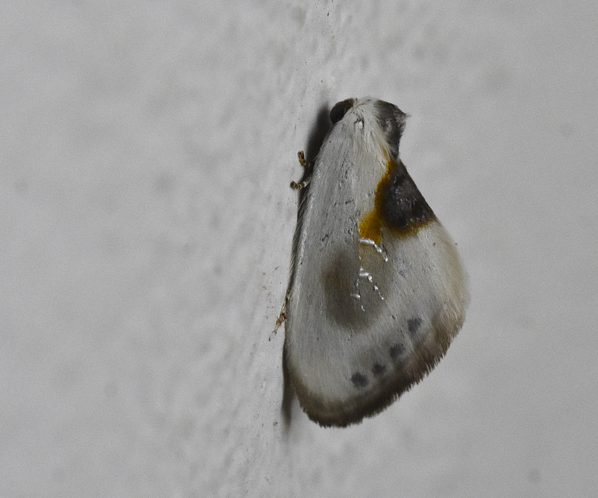 Cilix asiatica, Crete - photo © K. Bormpoudaki